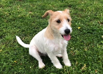 Ferienhunde auf der Parson Russell Terrier Zucht