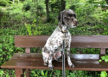 Ferienhunde auf der Parson Russell Terrier Zucht