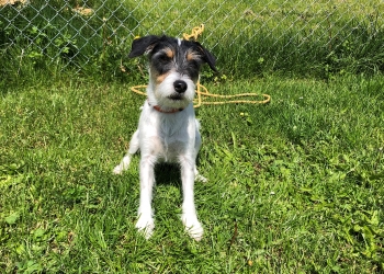 Ferienhunde auf der Parson Russell Terrier Zucht