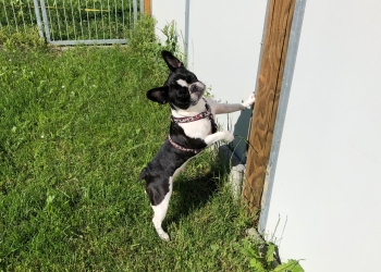 Ferienhunde auf der Parson Russell Terrier Zucht