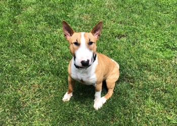 Ferienhunde auf der Parson Russell Terrier Zucht