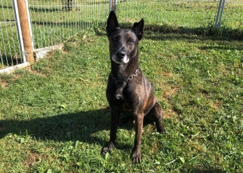 Ferienhunde auf der Parson Russell Terrier Zucht