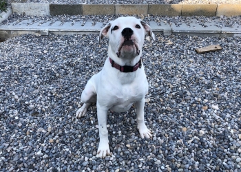 Ferienhunde auf der Parson Russell Terrier Zucht