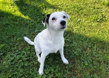 Ferienhunde auf der Parson Russell Terrier Zucht