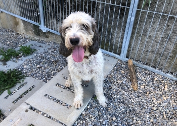 Ferienhunde auf der Parson Russell Terrier Zucht