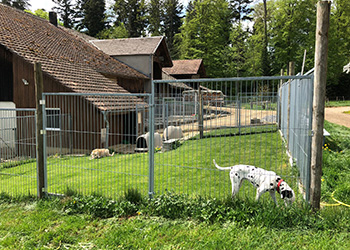 Hundeferien auf der Parson Russell Terrier Zucht