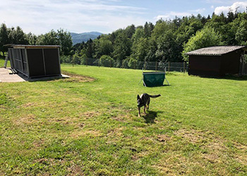 Hundeferien auf der Parson Russell Terrier Zucht
