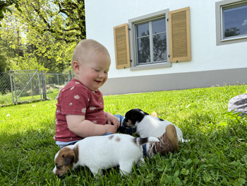 Parson Russell Terrier Kinder