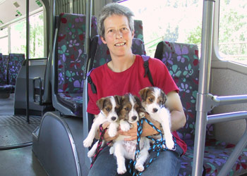 Parson Russell Terrier Zucht Ausflug mit Bus und Zug