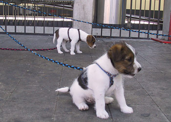 Parson Russell Terrier Zucht Ausflug mit Bus und Zug