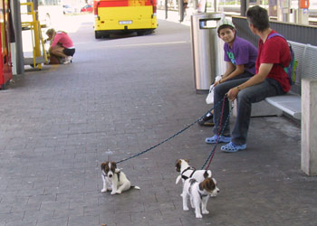 Parson Russell Terrier Zucht Ausflug mit Bus und Zug