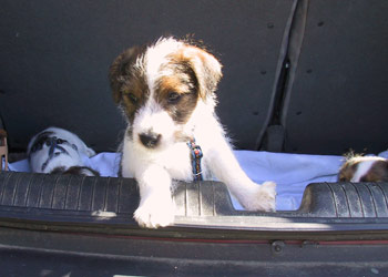 Parson Russell Terrier Zucht Ausflug mit Bus und Zug