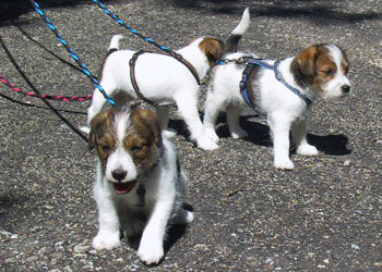 Parson Russell Terrier Zucht Ausflug mit Bus und Zug