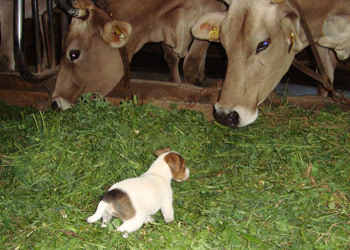 Parson Russell Terrier Welpen im Stall