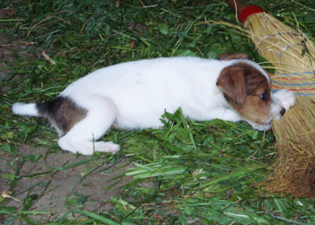 Parson Russell Terrier Welpen im Stall