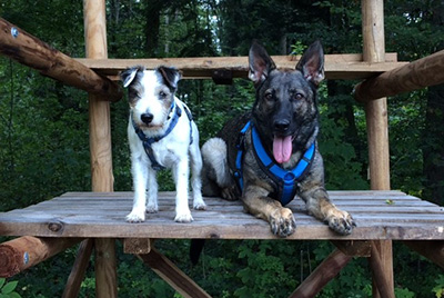 Das Hundetrio der Parson Russell Terrier Zucht Birchmatt, Kiwi, Sanny und Sunday