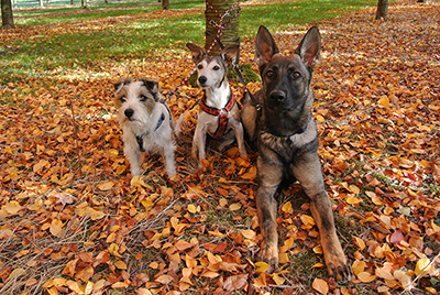 Das Hundetrio der Parson Russell Terrier Zucht Birchmatt, Kiwi, Sanny und Sunday