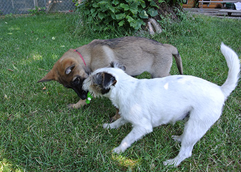 Ferienhunde auf der Parson Russell Terrier Zucht