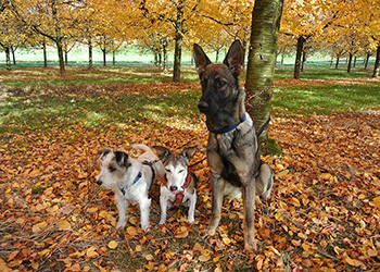 Ferienhunde auf der Parson Russell Terrier Zucht