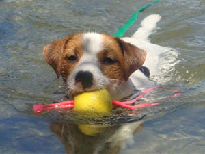 Parson Russell Terrier Zucht