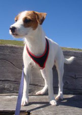 Parson Russell Terrier Zucht