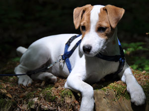 Parson Russell Terrier Zucht