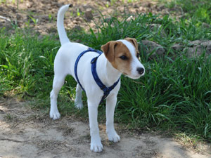 Parson Russell Terrier Zucht