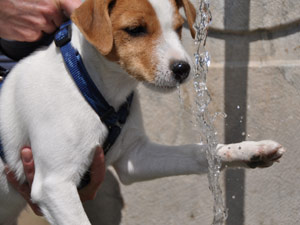 Parson Russell Terrier Zucht