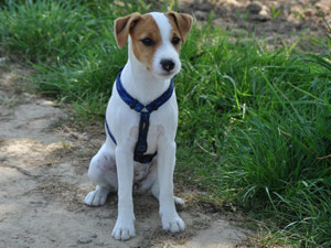 Parson Russell Terrier Zucht