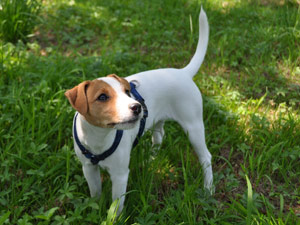 Parson Russell Terrier Zucht