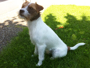 Parson Russell Terrier Zucht