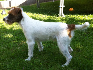 Parson Russell Terrier Zucht