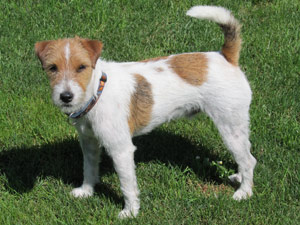 Parson Russell Terrier Zucht