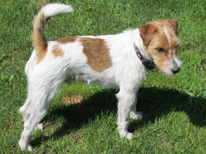 Parson Russell Terrier Zucht