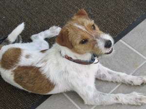 Parson Russell Terrier Zucht