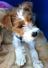 Parson Russell Terrier Zucht