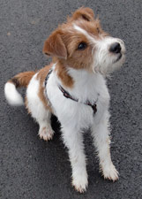 Parson Russell Terrier Zucht