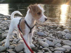 Parson Russell Terrier Zucht