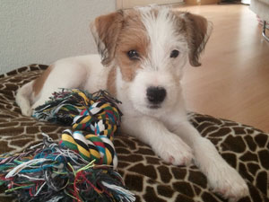 Parson Russell Terrier Zucht