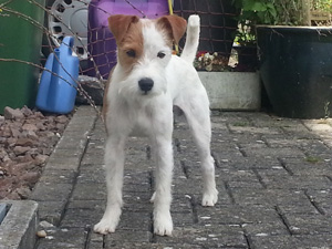 Parson Russell Terrier Zucht