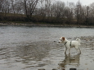 Parson Russell Terrier Zucht