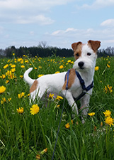 Parson Russell Terrier Zucht