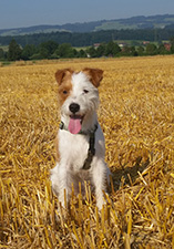 Parson Russell Terrier Zucht