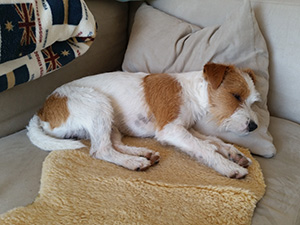 Parson Russell Terrier Zucht