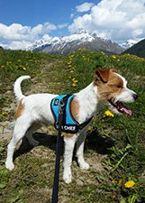 Parson Russell Terrier Zucht