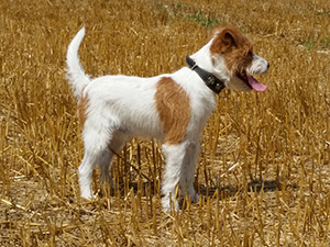 Parson Russell Terrier Zucht