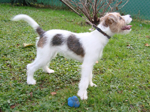 Parson Russell Terrier Zucht