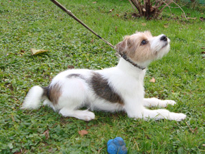 Parson Russell Terrier Zucht