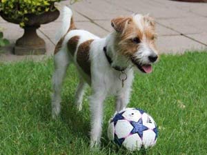 Parson Russell Terrier Zucht