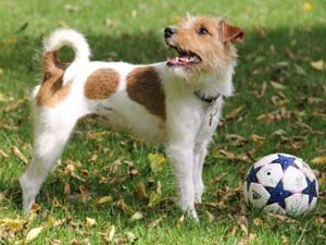 Parson Russell Terrier Zucht